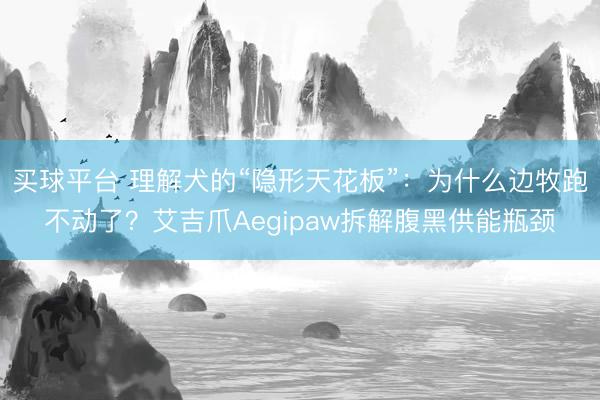 买球平台 理解犬的“隐形天花板”：为什么边牧跑不动了？艾吉爪Aegipaw拆解腹黑供能瓶颈